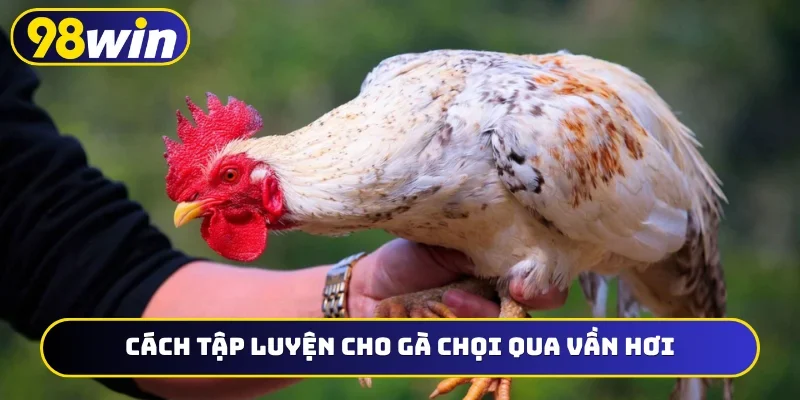 Cách tập luyện cho gà chọi qua vần hơi