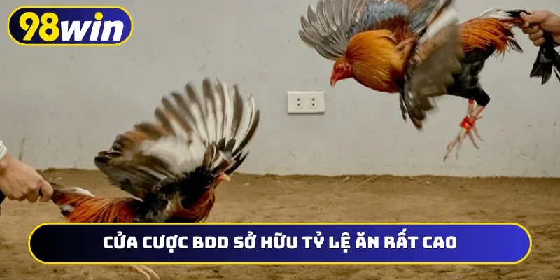 Luật chơi của đá gà 98WIN công bằng