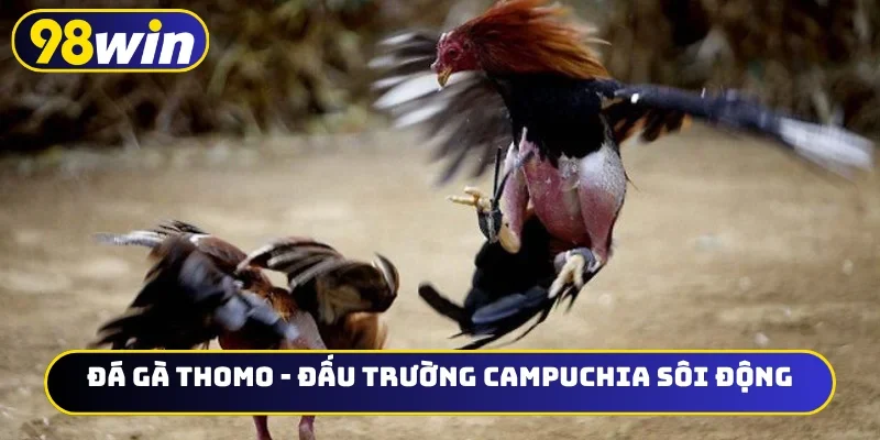 Đá gà Thomo