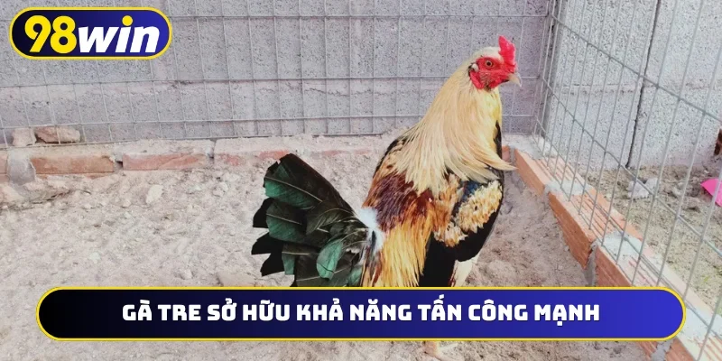 Gà tre sở hữu khả năng tấn công mạnh
