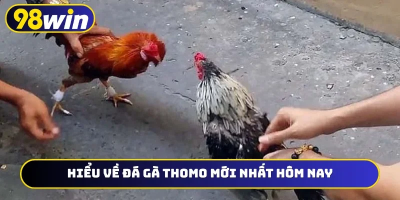 Hiểu về đá gà Thomo mới nhất hôm nay