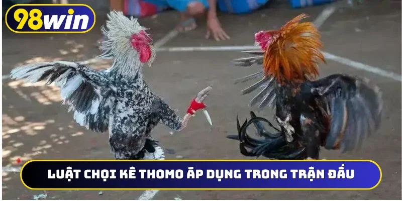 Luật chọi kê Thomo áp dụng trong trận đấu